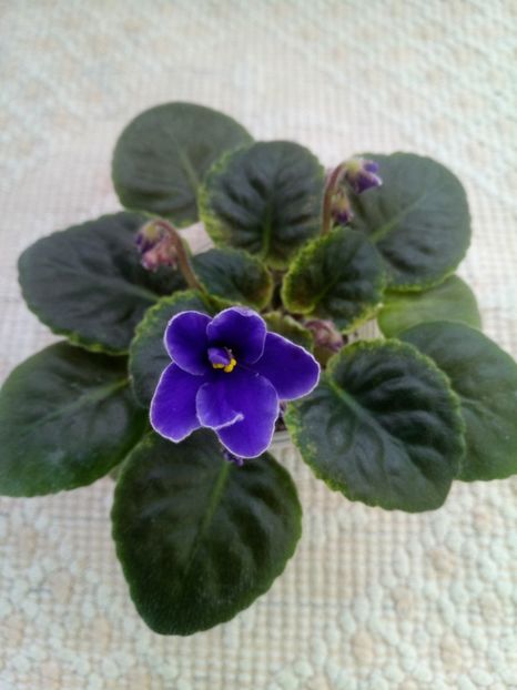 6 ian - NK Voloshkove Pole