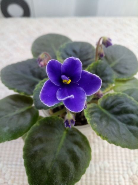 6 ian - NK Voloshkove Pole