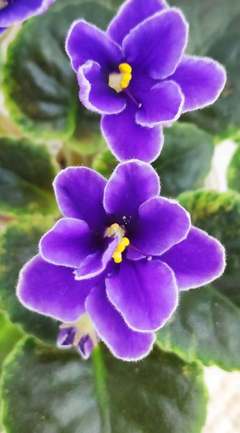 12 ian - NK Voloshkove Pole