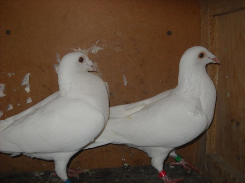 46 - PORUMBEI VANDUTI 2