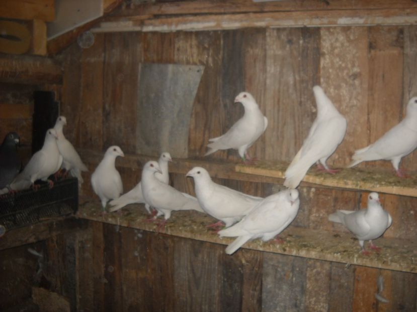  - PORUMBEI VANDUTI 2