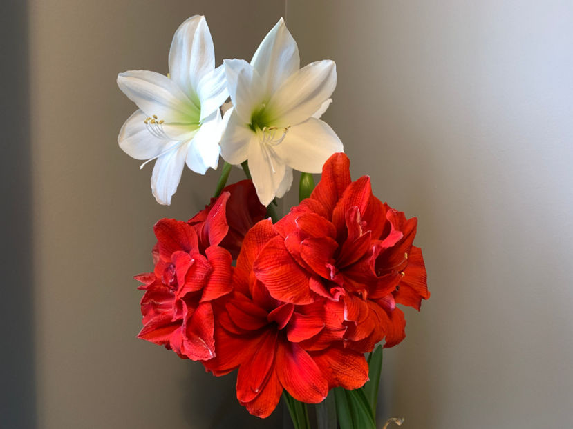  - Plante de interior 2021