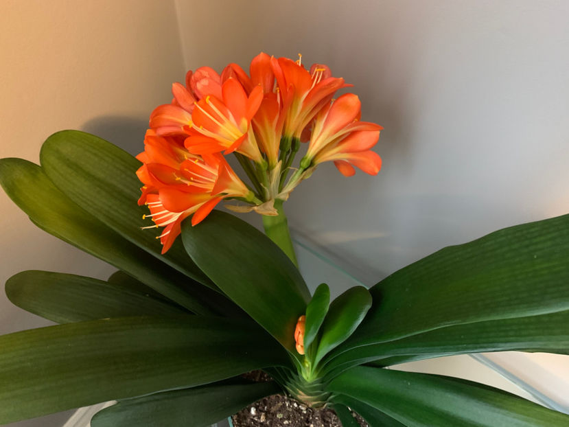  - Plante de interior 2021