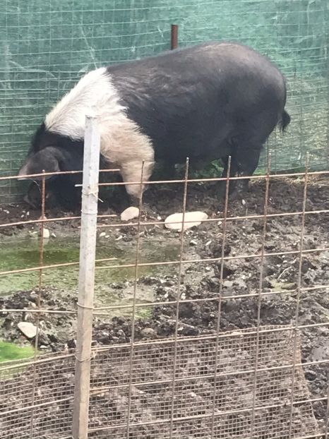 Vier bazna  de vanzare (peste 300 kg) - PORCI BAZNA