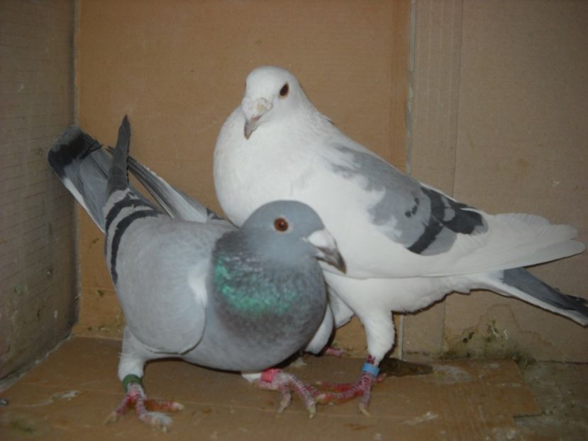  - NU IMI APARTIN ALBUM NR 2