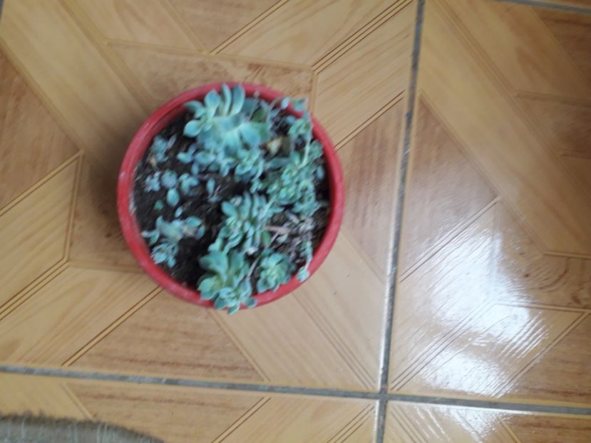 20210114_111948[1] - echeveria prolifera 2019