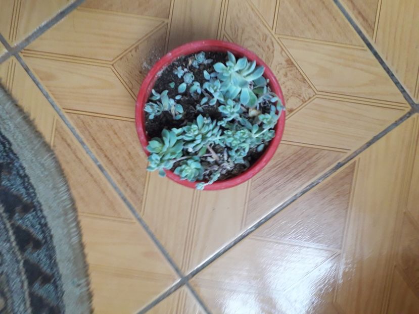 20210114_111952[1] - echeveria prolifera 2019