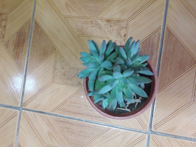 20210114_113054[1] - echeveria tolimanensis 2019