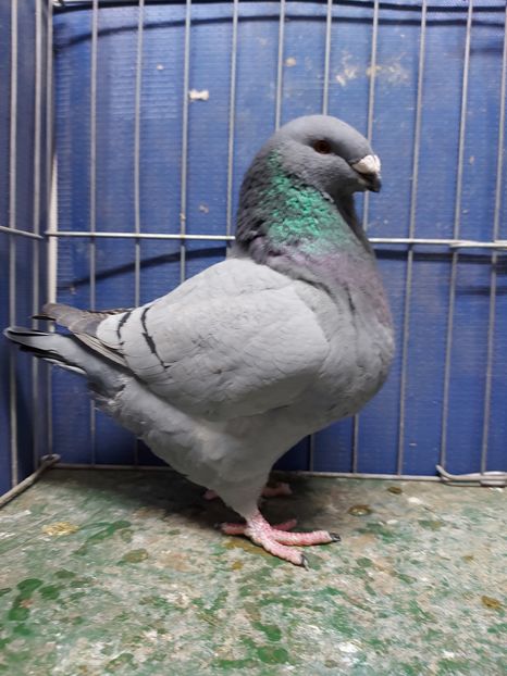 F 2020 - Femele matca 2021