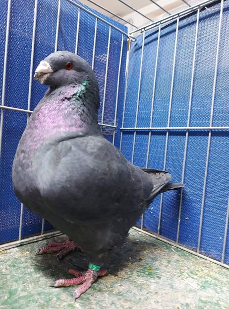 M 2019 - Masculi matca 2021