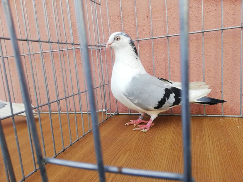 M 17 - 0-2 MASCULI Galateni 2021