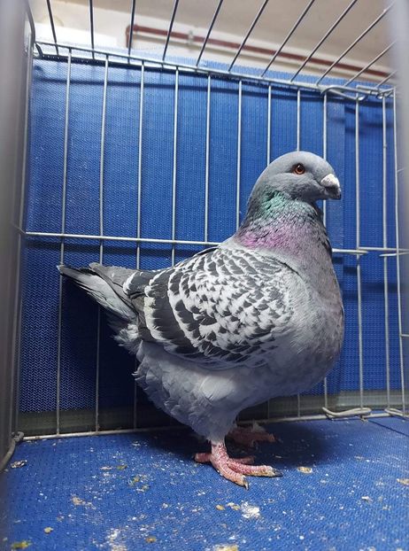 M 2020 - Masculi matca 2021