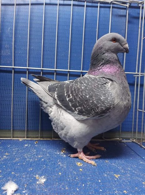 M 2020 - Masculi matca 2021