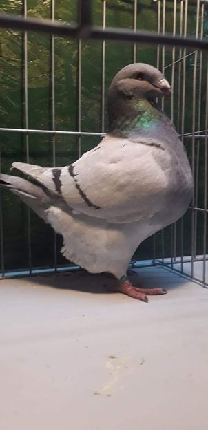 F 2019 - Femele matca 2021