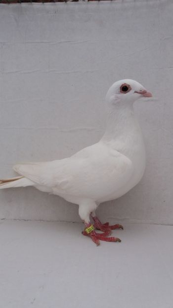 F 2020 vanduta - De! voiajori vanduti