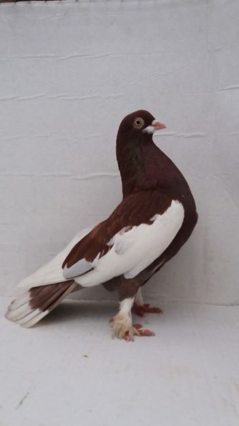 M 2020 - Por ornament