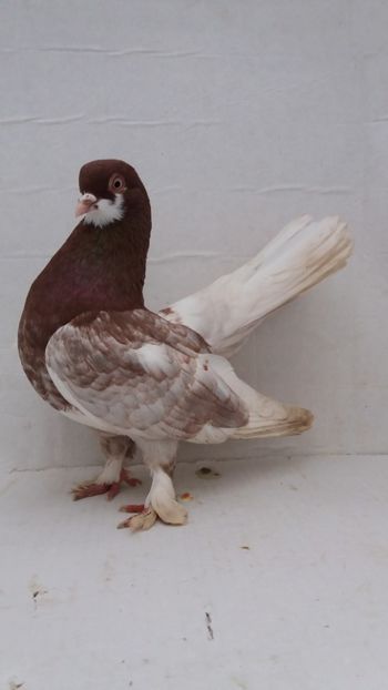 M 2020 16buc - Por ornament