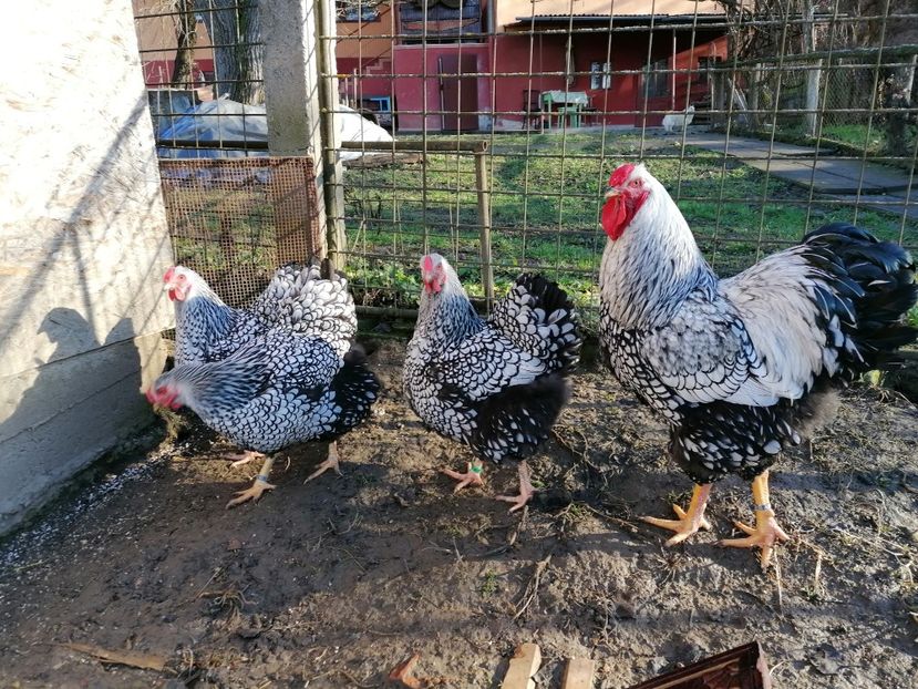 Wyandotte Argintiu 2021 - Wyandotte Argintiu