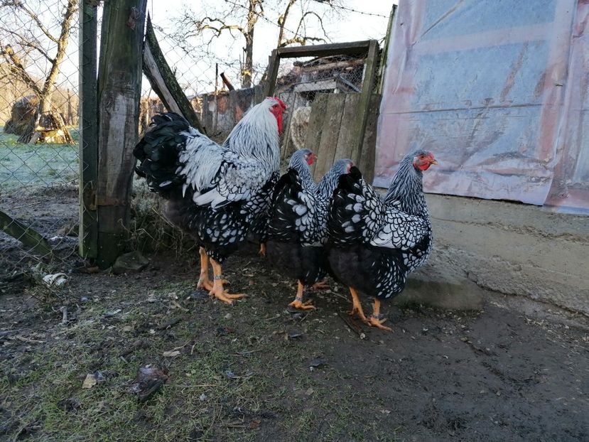 Wyandotte Argintiu 2021 - Wyandotte Argintiu