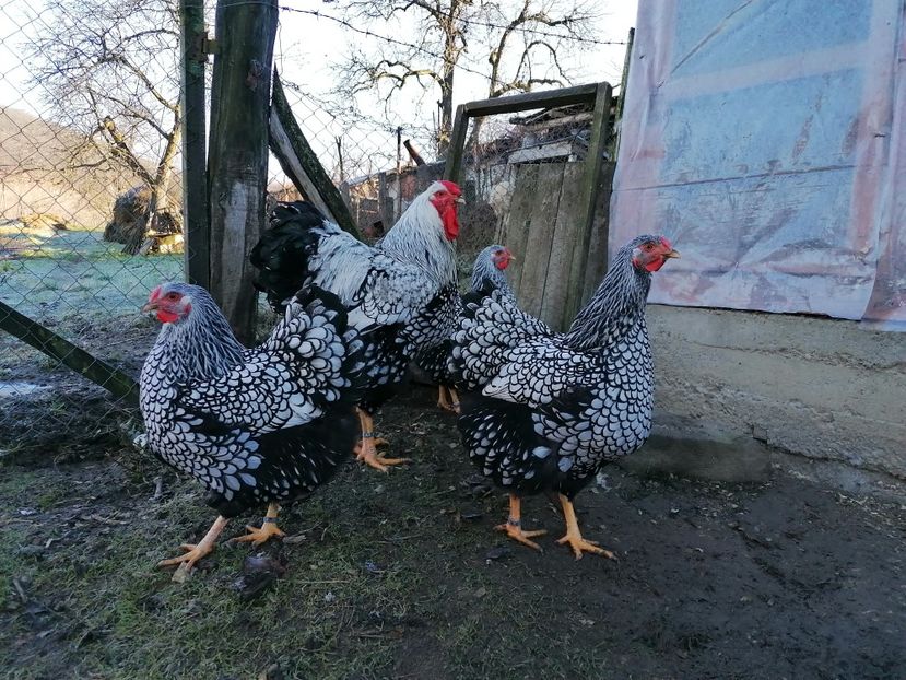 Wyandotte Argintiu 2021 - Wyandotte Argintiu