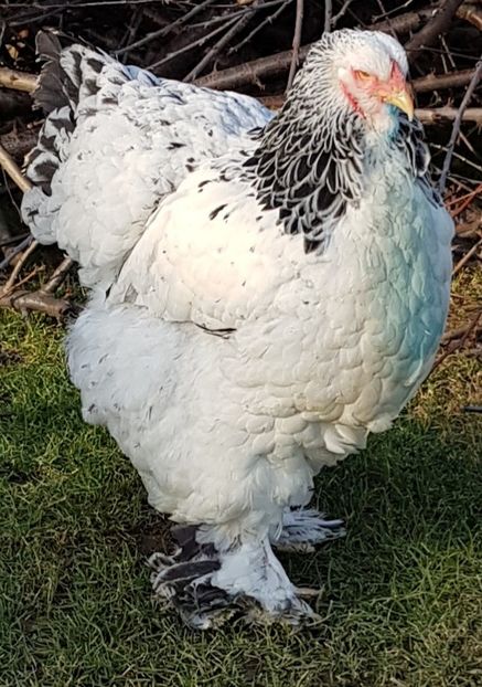  - Brahma Herminat Deschis 2021