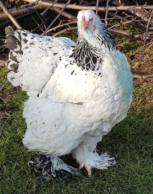  - Brahma Herminat Deschis 2021