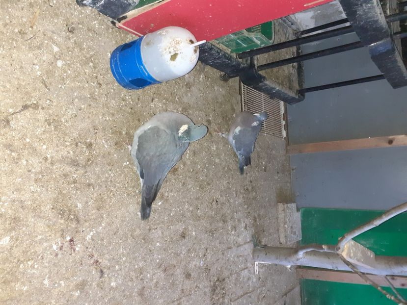  - Porumbei Salbatici
