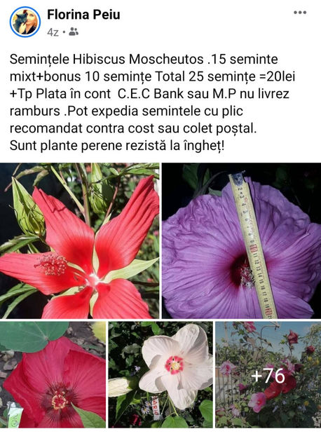  - 00-De vanzare seminte hibiscus moscheutos pachet mixt