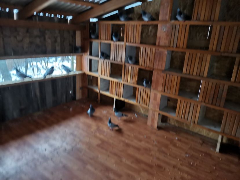  - Noua crescătorie de zbor