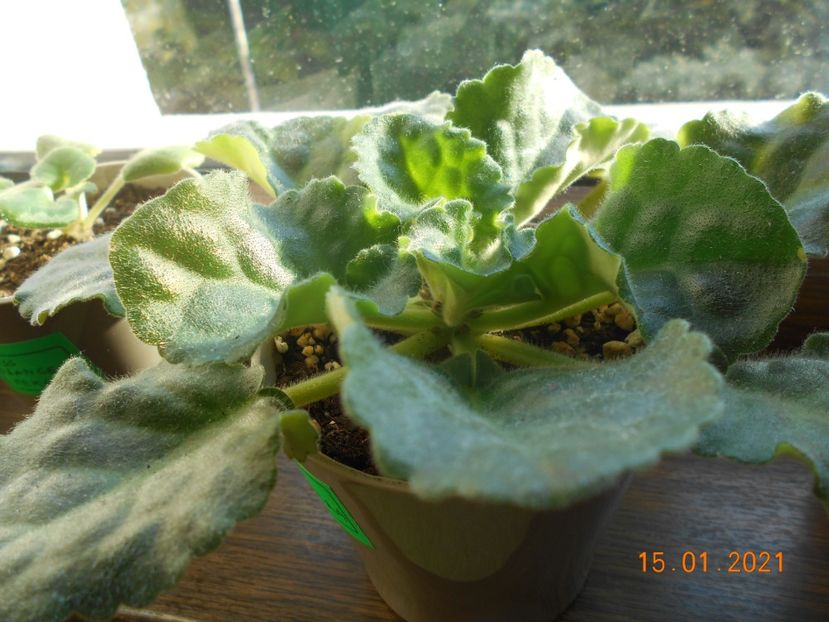 LE Aisedora, are boboci. - 1Iarna 2020-2021