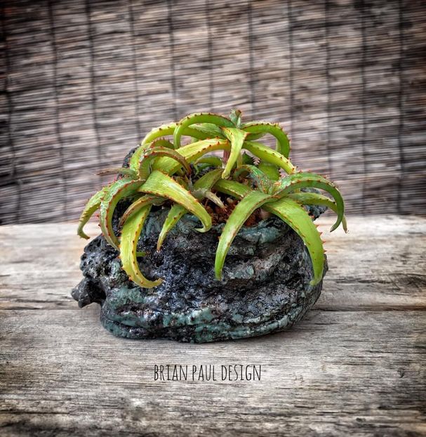 Aloe castilloniae hybrid - Vase - aranjamente - accesorii