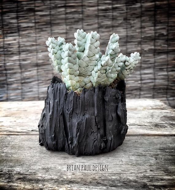 Crassula deceptor - Vase - aranjamente - accesorii