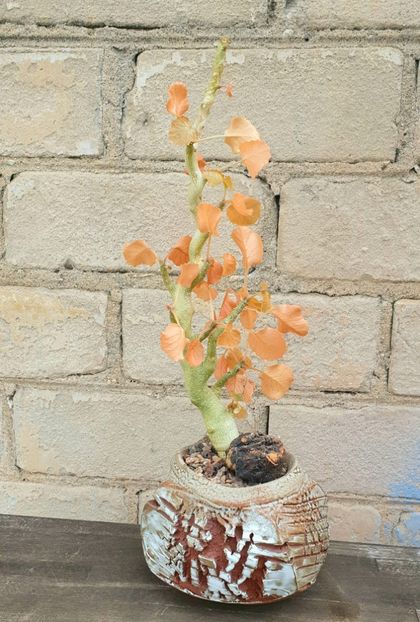 Dorstenia gypsophila - Vase - aranjamente - accesorii