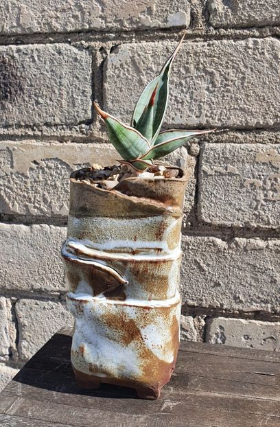 Sansevieria pinguicula - Vase - aranjamente - accesorii