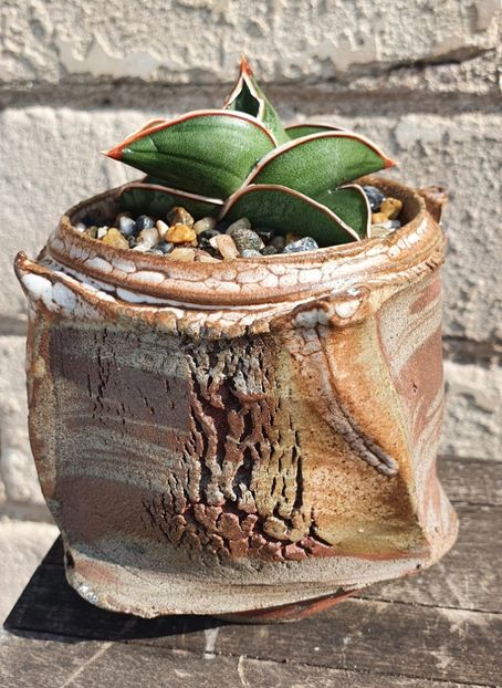 Sansevieria samurai - Vase - aranjamente - accesorii