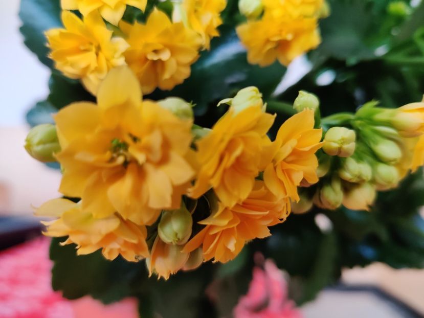  - Kalanchoe blossfeldiana