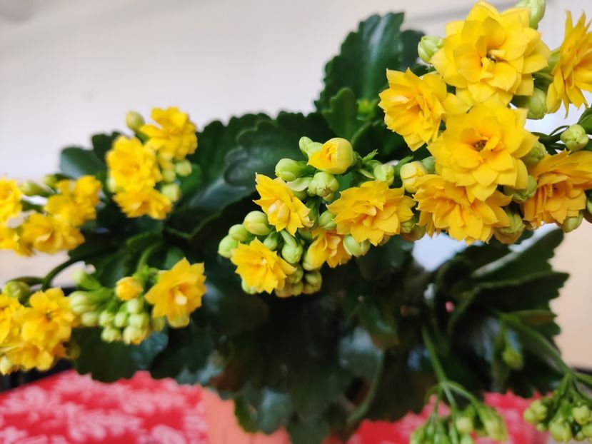  - Kalanchoe blossfeldiana