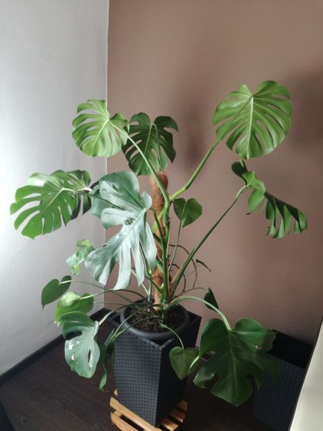 20 mai 2019 - Philodendron