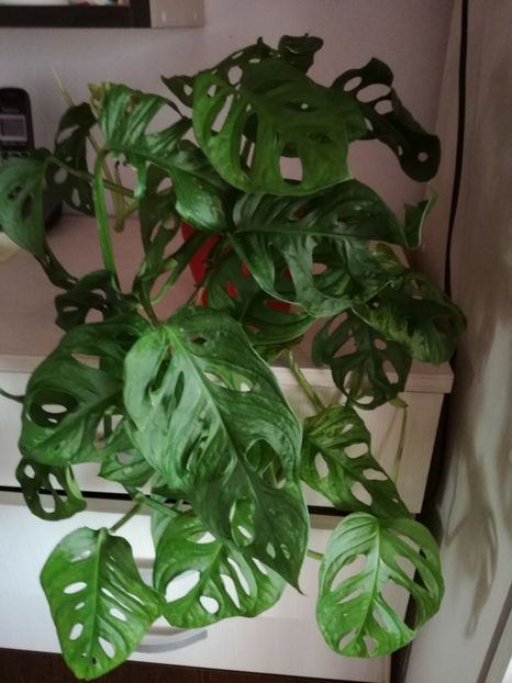 3 mai 2020 - Philodendron