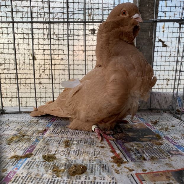 35D524F7-7344-42E3-8E0A-EE13005A5153 - Pescarusi chinezi 2020