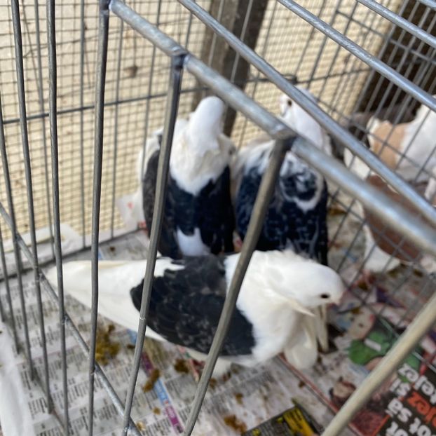 BA89A543-BEEF-4920-B4F8-50BCB2B8C070 - Pescarusi chinezi 2020