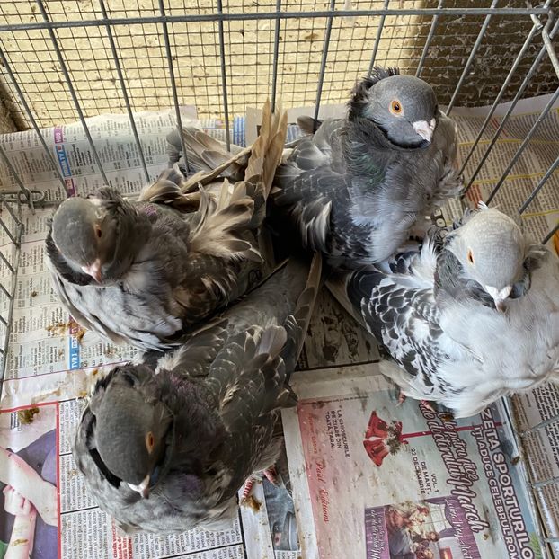 BEEFAF02-9F18-40C9-AE56-A828323298C4 - Pescarusi chinezi 2020