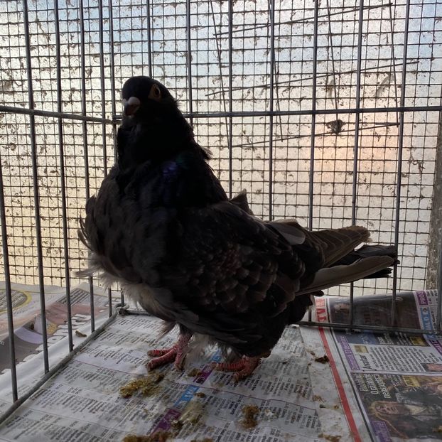 C85C0158-8950-4F3C-83C3-32C7D0223867 - Pescarusi chinezi 2020