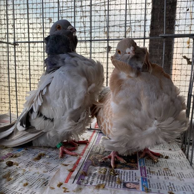 F92AD5F1-BD48-42DC-B2B8-E879A092DF4D - Pescarusi chinezi 2020