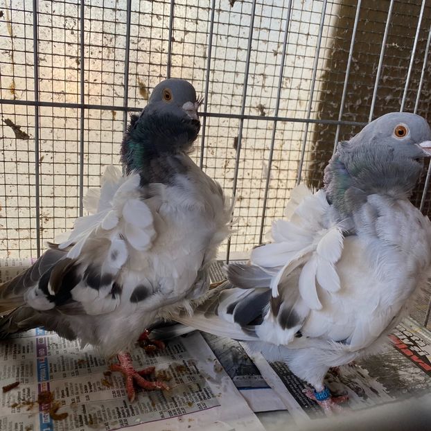 5A0C6B1D-5366-4996-B5C8-2DD7FAFB1039 - Pescarusi chinezi 2020