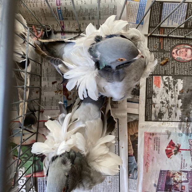 EAD4245B-F2B7-4852-AB67-D7818A5FE30E - Pescarusi chinezi 2020