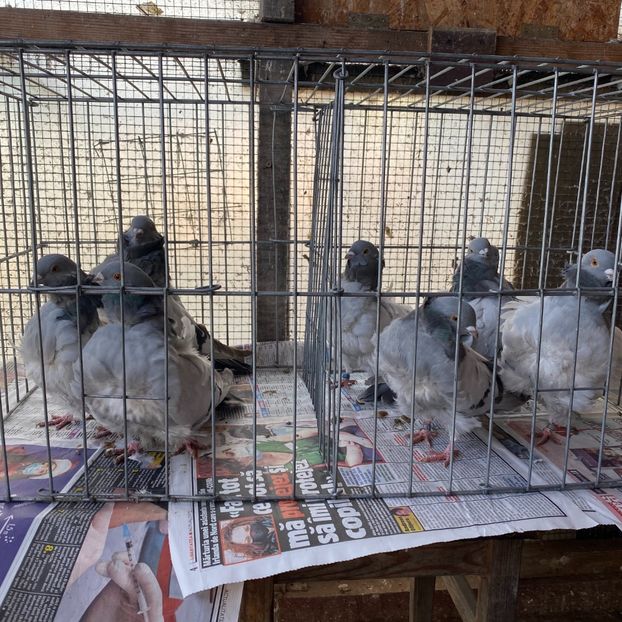 0E938EE0-1A6F-4D11-9998-9E41F922AB8F - Pescarusi chinezi 2020