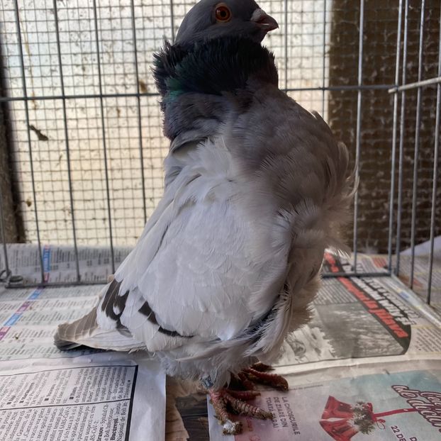 83AB7210-2F42-45C1-93FE-8FCC234E77D8 - Pescarusi chinezi 2020