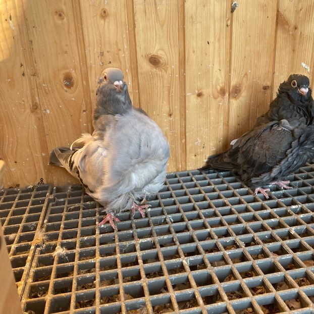 2312D17B-F859-420F-810D-2870F844065E - Pescarusi chinezi 2020