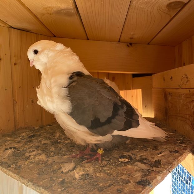 DAA81657-61EE-436C-A5EE-C8A6E7B833C7 - Pescarusi chinezi 2020